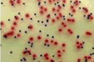 阪崎肠杆菌（Enterobacter sakazakii）多克隆抗体