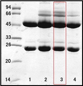 幽门螺旋杆菌（Helicobacter Pylor）单克隆抗体