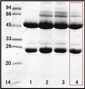 幽门螺旋杆菌（Helicobacter Pylor）单克隆抗体