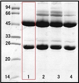 幽门螺旋杆菌（Helicobacter Pylor）单克隆抗体