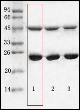 金黄色葡萄球菌（Staphylococcus aureus）单克隆抗体
