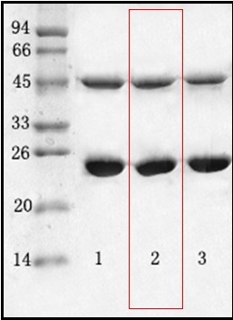 金黄色葡萄球菌（Staphylococcus aureus）单克隆抗体