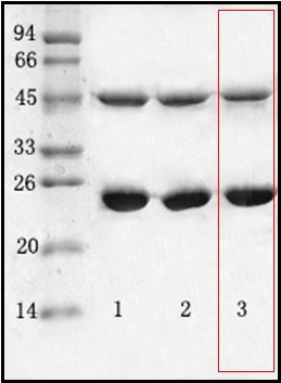 金黄色葡萄球菌（Staphylococcus aureus）单克隆抗体