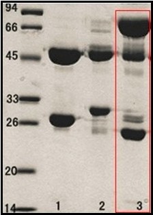 出血性大肠杆菌O157：H7 (E.coli O157:H7)单克隆抗体