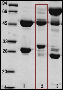 出血性大肠杆菌O157：H7 (E.coli O157:H7)单克隆抗体