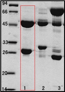 出血性大肠杆菌O157：H7 (E.coli O157:H7)单克隆抗体