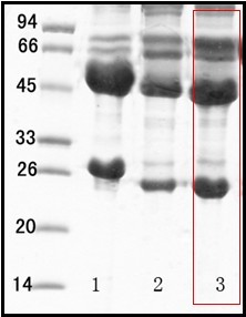 单核细胞增生李斯特菌（Listeria monocytogenes）单克隆抗体