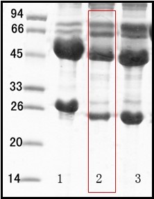 单核细胞增生李斯特菌（Listeria monocytogenes）单克隆抗体