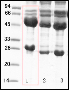 单核细胞增生李斯特菌（Listeria monocytogenes）单克隆抗体