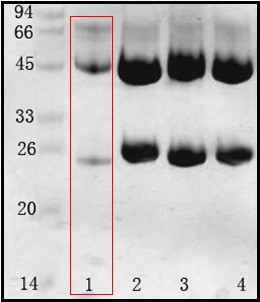 鲍氏志贺氏菌(Shigella boydii) 单克隆抗体