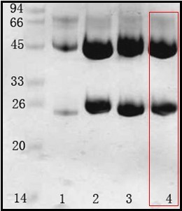 鲍氏志贺氏菌(Shigella boydii) 单克隆抗体
