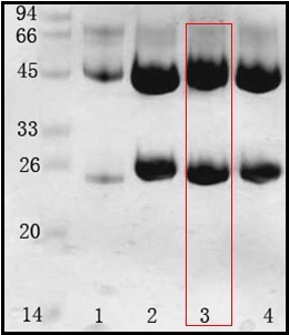 鲍氏志贺氏菌(Shigella boydii) 单克隆抗体