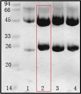 鲍氏志贺氏菌(Shigella boydii) 单克隆抗体