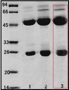 乙型溶血性链球菌（Streptococcus Hemolyticsβ）单克隆抗体
