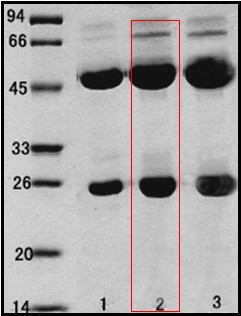 乙型溶血性链球菌（Streptococcus Hemolyticsβ）单克隆抗体