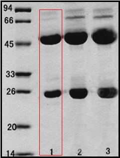 乙型溶血性链球菌（Streptococcus Hemolyticsβ）单克隆抗体