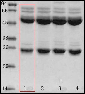 阪崎肠杆菌（Enterobacter sakazakii）单克隆抗体