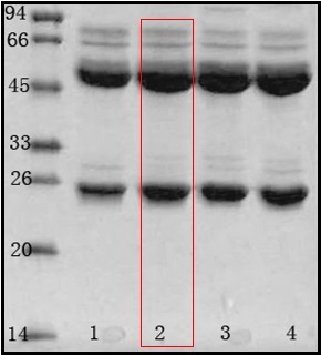 阪崎肠杆菌（Enterobacter sakazakii）单克隆抗体