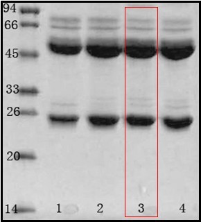 阪崎肠杆菌（Enterobacter sakazakii）单克隆抗体