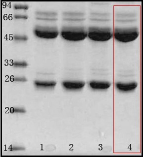 阪崎肠杆菌（Enterobacter sakazakii）单克隆抗体