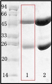 副溶血性弧菌（Vibrio parahaemolyticus）单克隆抗体