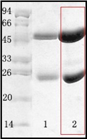 副溶血性弧菌（Vibrio parahaemolyticus）单克隆抗体