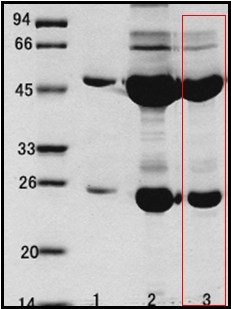 沙门氏菌（Salmonella spp.）单克隆抗体