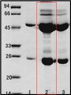 沙门氏菌（Salmonella spp.）单克隆抗体