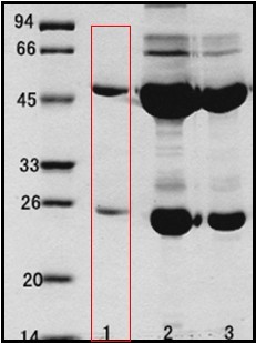 沙门氏菌（Salmonella spp.）单克隆抗体