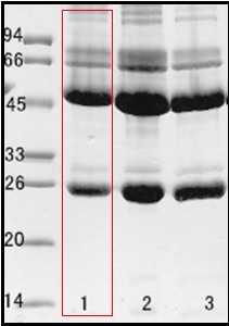 空肠弯曲菌(Campylobacter jejuni enteritis) 单克隆抗体
